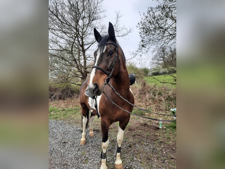 Schweres Warmblut Wallach 22 Jahre 163 cm Schecke in Elsoff