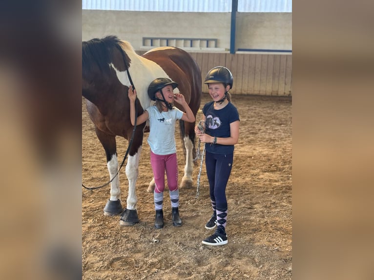 Schweres Warmblut Wallach 22 Jahre 163 cm Schecke in Elsoff (Westerwald)