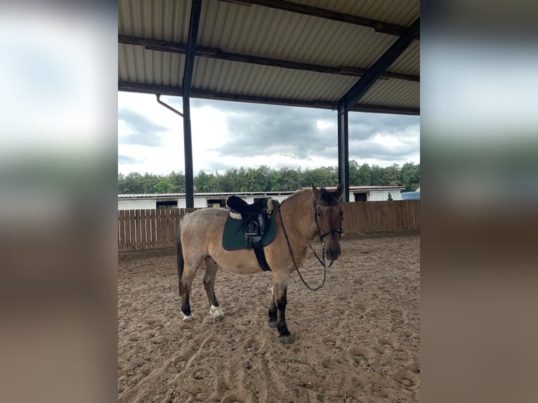 Schweres Warmblut Mix Wallach 23 Jahre 160 cm Falbe in Weidach