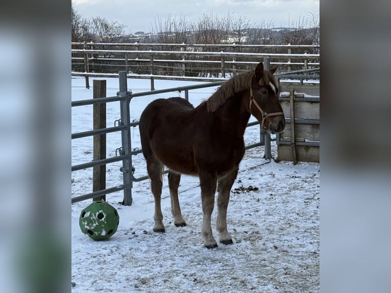 Schweres Warmblut Wallach 2 Jahre 155 cm  in Daleiden
