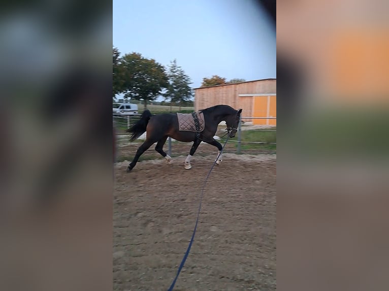 Schweres Warmblut Wallach 2 Jahre 160 cm Brauner in Noschkowitz