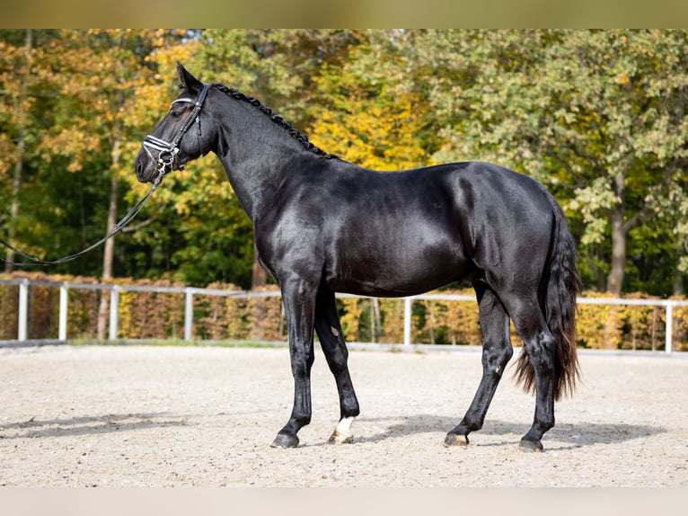 Schweres Warmblut Wallach 2 Jahre 163 cm Rappe in Döbeln