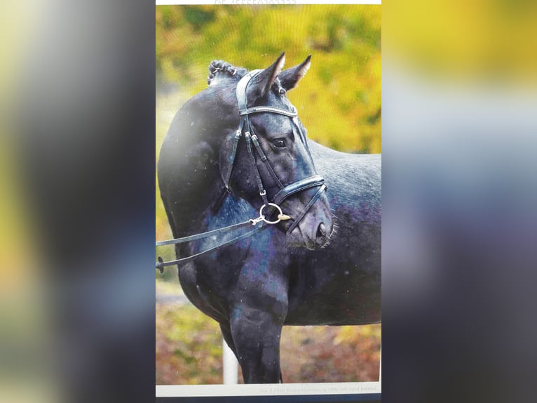 Schweres Warmblut Wallach 2 Jahre 163 cm Rappe in Panschwitz-Kuckau