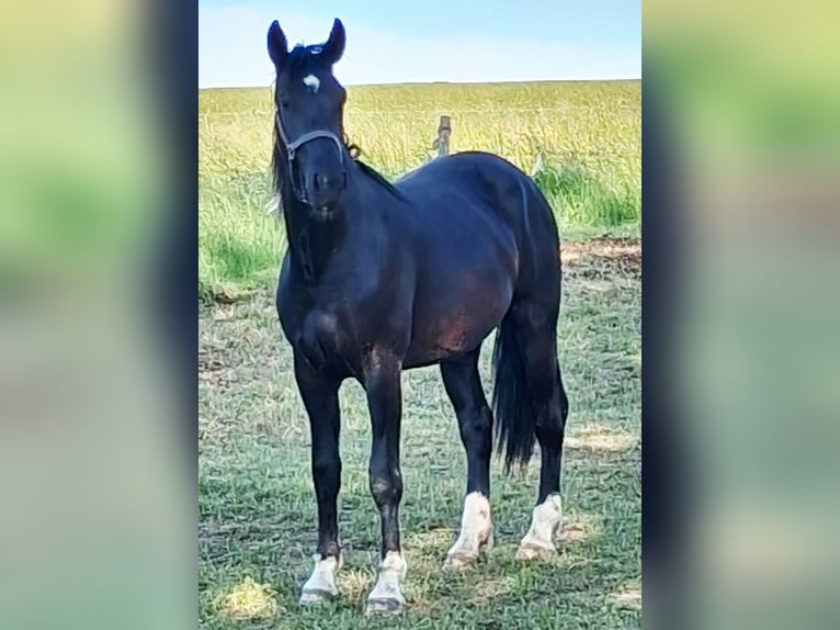 Schweres Warmblut Wallach 2 Jahre 166 cm Rappe in Oederan