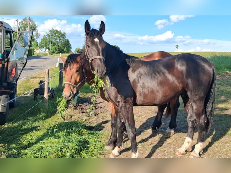 Schweres Warmblut Wallach 2 Jahre 166 cm Rappe in Oederan