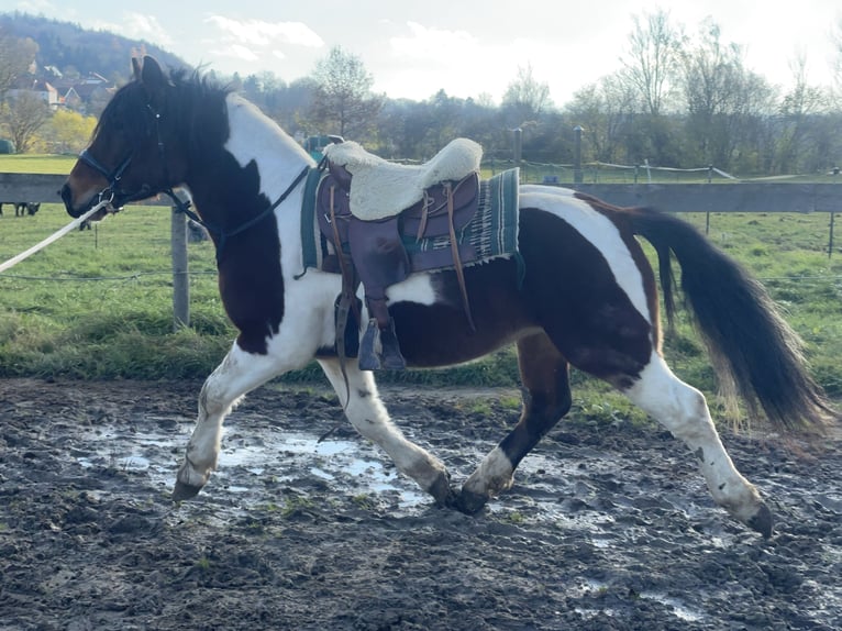 Schweres Warmblut Wallach 3 Jahre 155 cm Tobiano-alle-Farben in Fuchstal