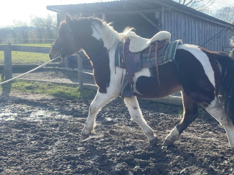 Schweres Warmblut Wallach 3 Jahre 155 cm Tobiano-alle-Farben in Fuchstal