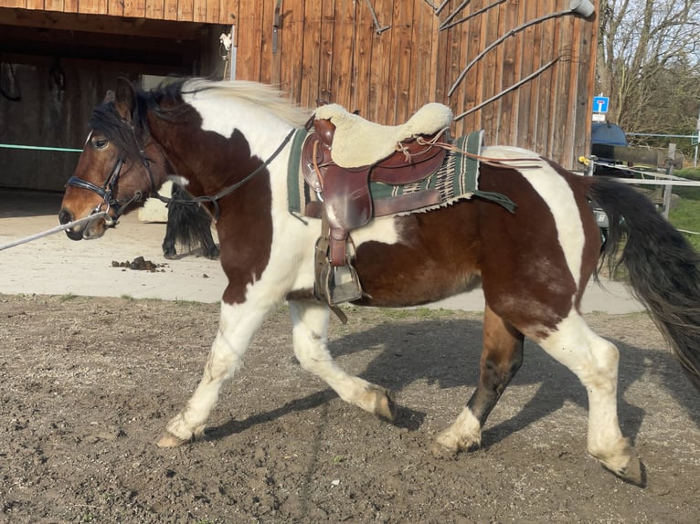 Schweres Warmblut Wallach 3 Jahre 155 cm Tobiano-alle-Farben in Fuchstal