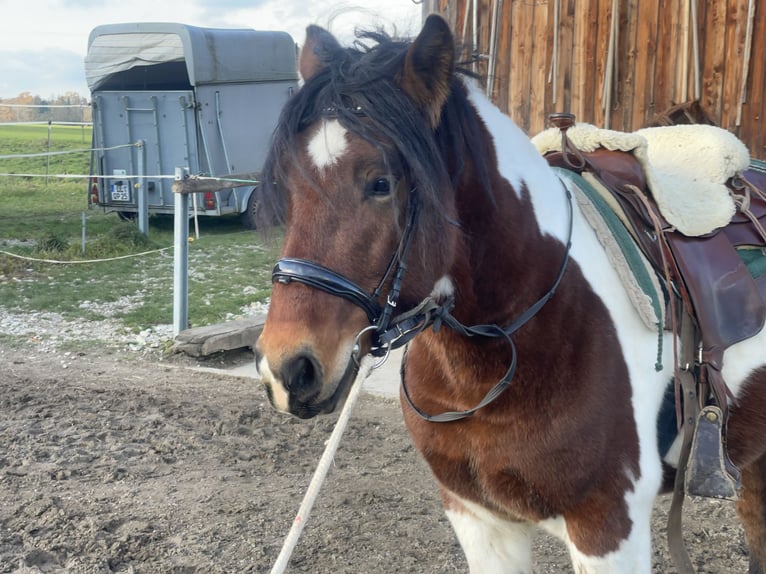 Schweres Warmblut Wallach 3 Jahre 155 cm Tobiano-alle-Farben in Fuchstal