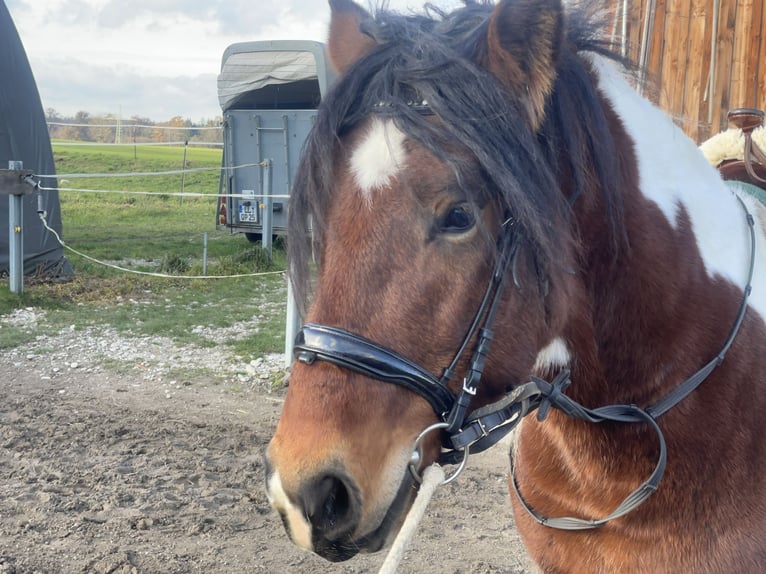 Schweres Warmblut Wallach 3 Jahre 155 cm Tobiano-alle-Farben in Fuchstal