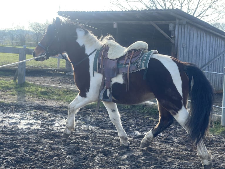 Schweres Warmblut Wallach 3 Jahre 155 cm Tobiano-alle-Farben in Fuchstal