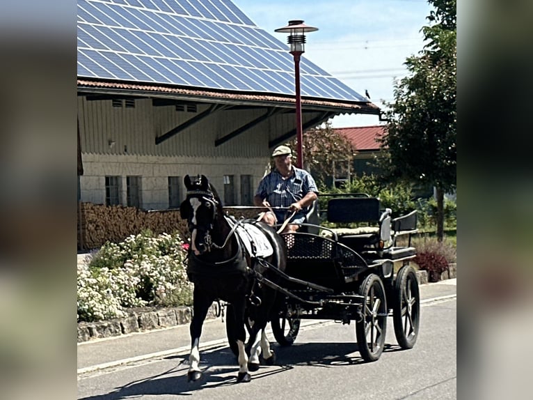 Schweres Warmblut Wallach 3 Jahre 158 cm Rappe in Riedlingen