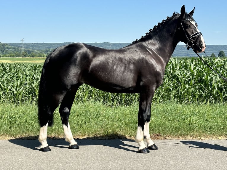 Schweres Warmblut Wallach 3 Jahre 158 cm Rappe in Riedlingen