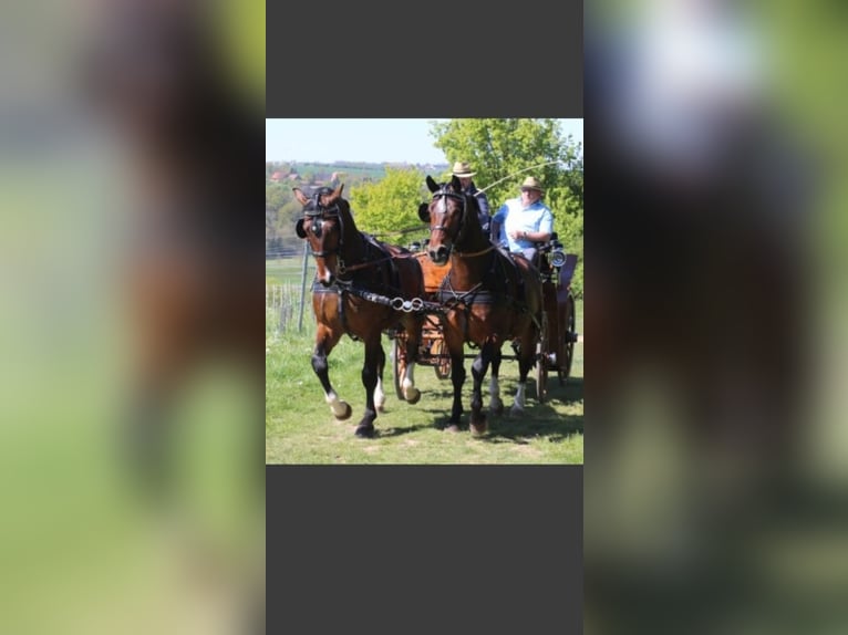 Schweres Warmblut Wallach 3 Jahre 160 cm Brauner in Kamenz