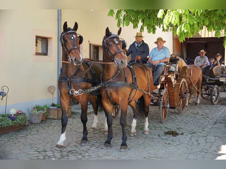 Schweres Warmblut Wallach 3 Jahre 160 cm Brauner in Kamenz