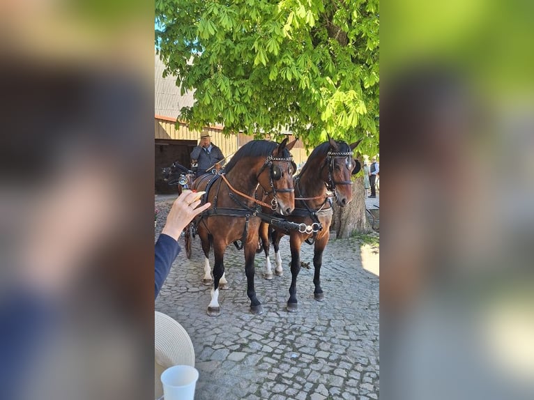 Schweres Warmblut Wallach 3 Jahre 160 cm Brauner in Kamenz
