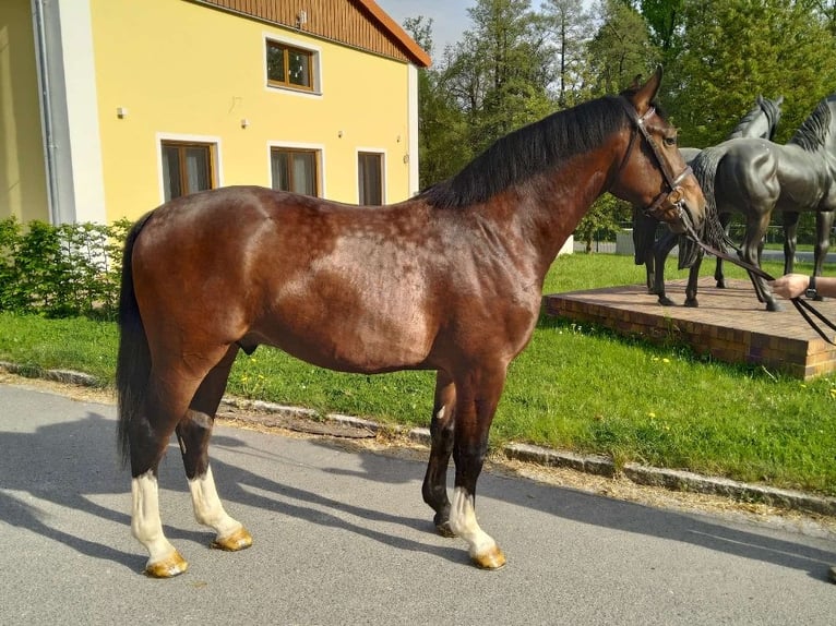 Schweres Warmblut Wallach 3 Jahre 160 cm Brauner in Kamenz