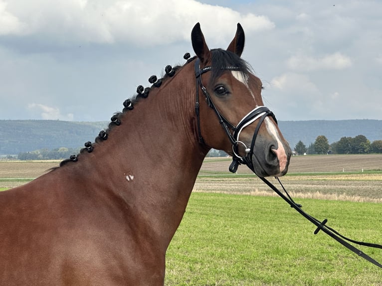 Schweres Warmblut Mix Wallach 3 Jahre 160 cm Brauner in Riedlingen