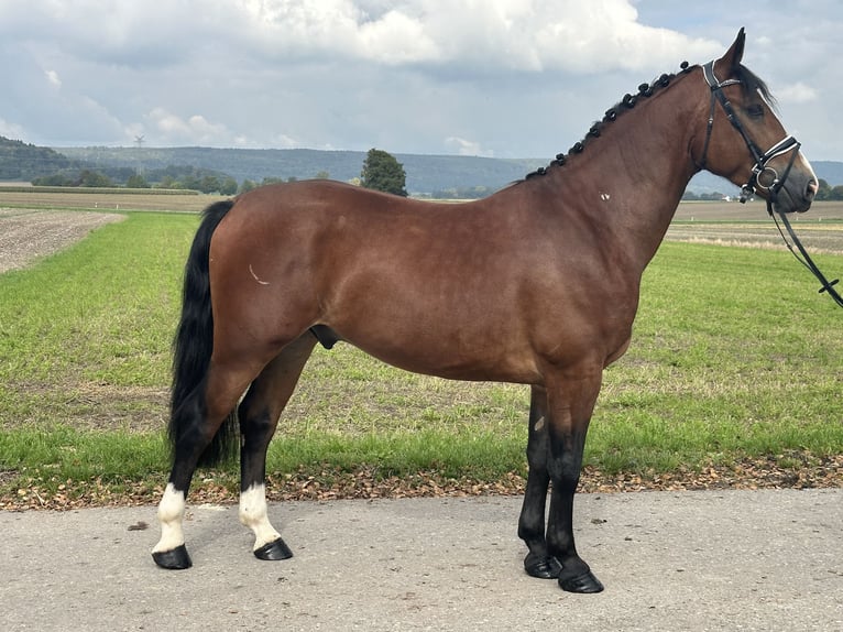 Schweres Warmblut Mix Wallach 3 Jahre 160 cm Brauner in Riedlingen