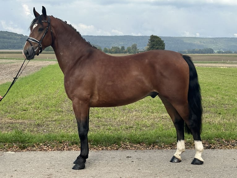 Schweres Warmblut Mix Wallach 3 Jahre 160 cm Brauner in Riedlingen