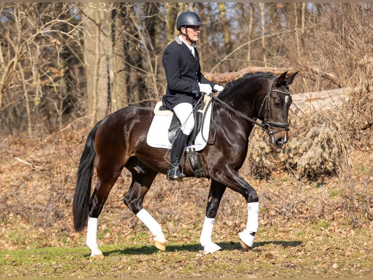 Schweres Warmblut Wallach 3 Jahre 160 cm Dunkelbrauner in Moritzburg