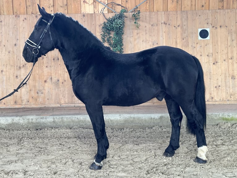 Schweres Warmblut Mix Wallach 3 Jahre 160 cm Rappe in Riedlingen