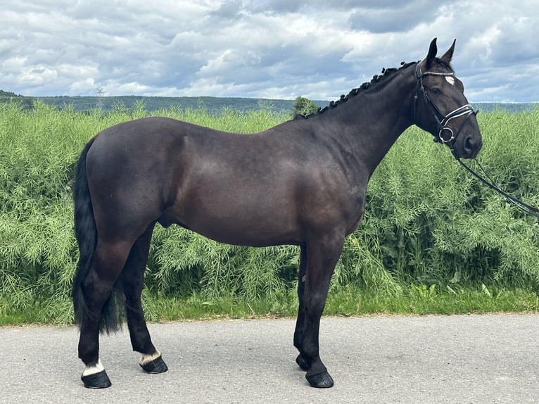 Schweres Warmblut Wallach 3 Jahre 160 cm Rappe in Riedlingen