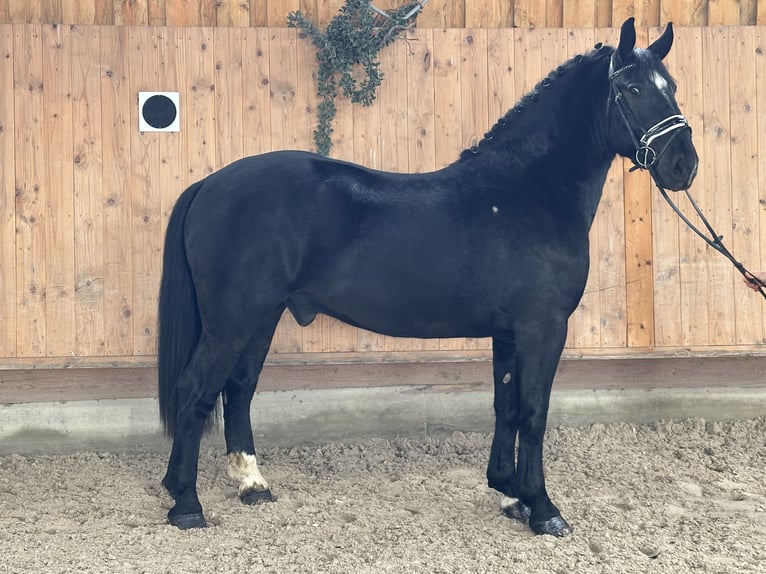 Schweres Warmblut Mix Wallach 3 Jahre 160 cm Rappe in Riedlingen