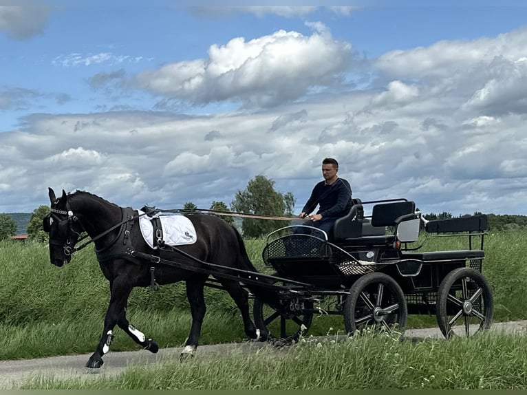 Schweres Warmblut Wallach 3 Jahre 160 cm Rappe in Riedlingen
