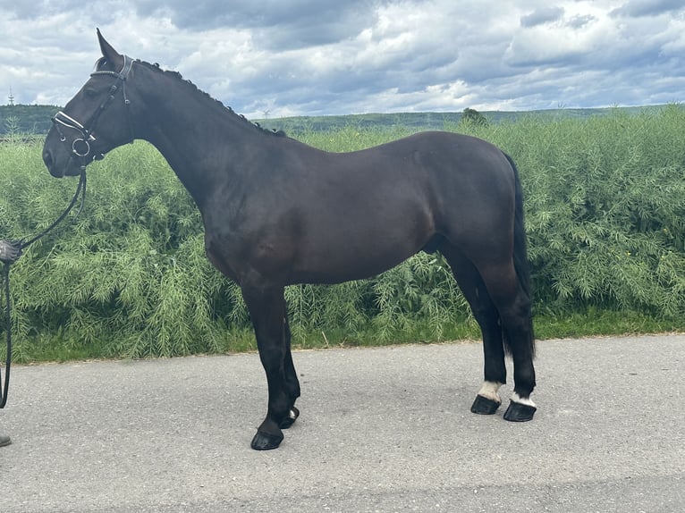 Schweres Warmblut Wallach 3 Jahre 160 cm Rappe in Riedlingen