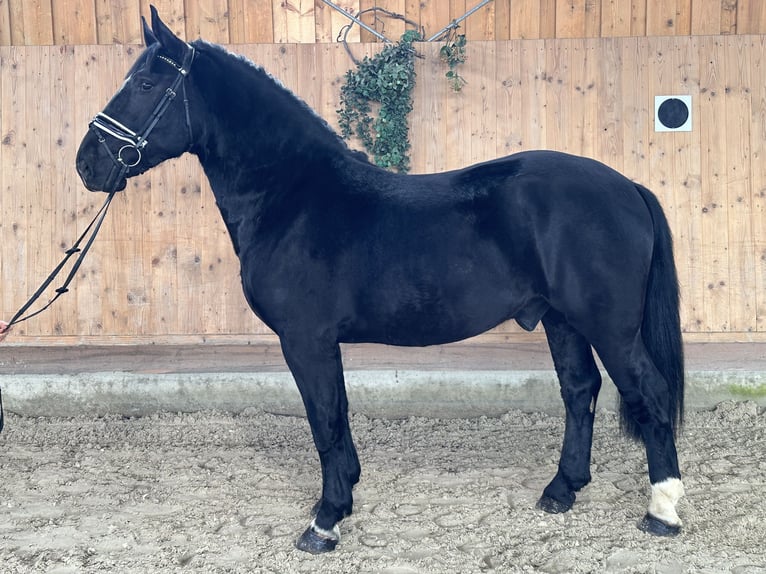 Schweres Warmblut Mix Wallach 3 Jahre 160 cm Rappe in Riedlingen