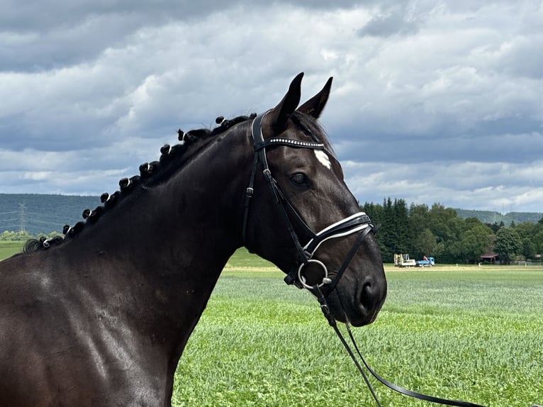 Schweres Warmblut Wallach 3 Jahre 160 cm Rappe in Riedlingen