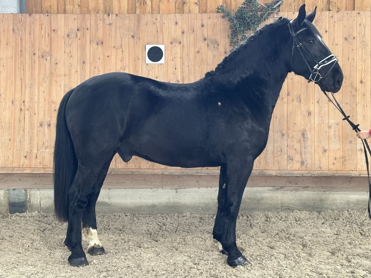 Schweres Warmblut Mix Wallach 3 Jahre 160 cm Rappe in Riedlingen