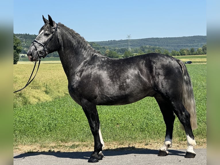 Schweres Warmblut Wallach 3 Jahre 162 cm Apfelschimmel in Riedlingen