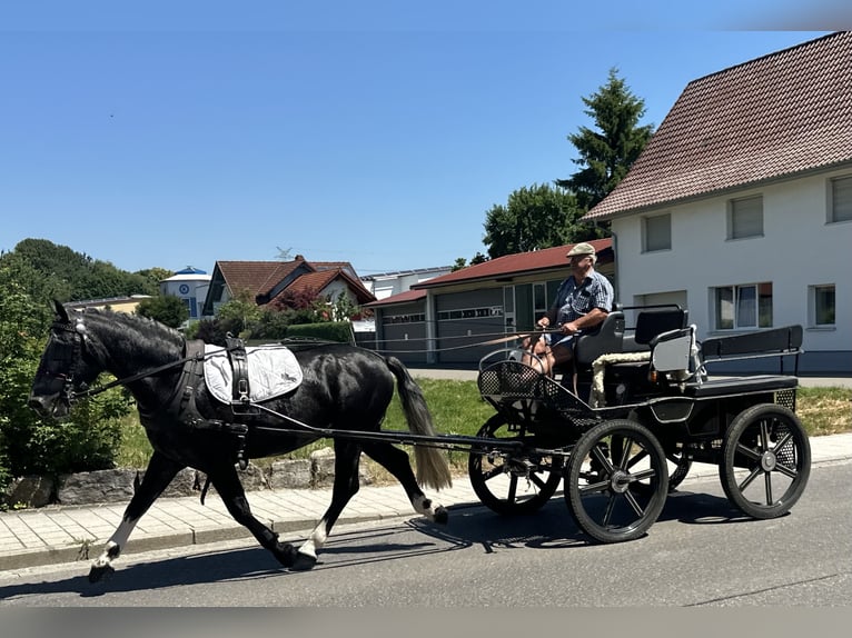 Schweres Warmblut Wallach 3 Jahre 162 cm Apfelschimmel in Riedlingen