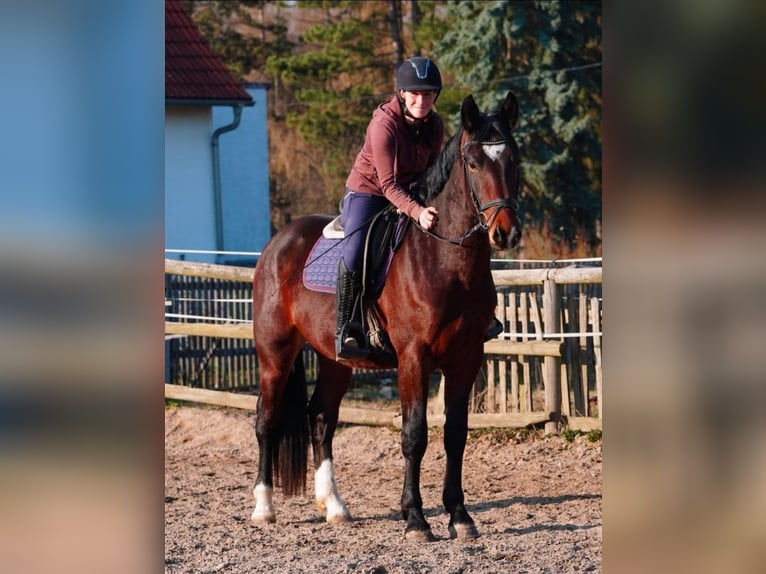 Schweres Warmblut Wallach 3 Jahre 162 cm Brauner in Hermsdorf