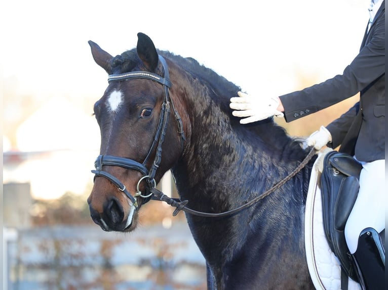 Schweres Warmblut Wallach 3 Jahre 162 cm Dunkelbrauner in Moritzburg