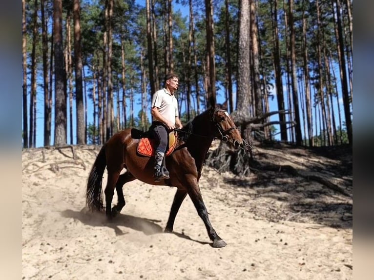 Schweres Warmblut Mix Wallach 3 Jahre 163 cm Brauner in Görlitz