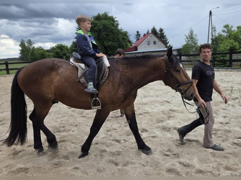 Schweres Warmblut Mix Wallach 3 Jahre 163 cm Brauner in Görlitz