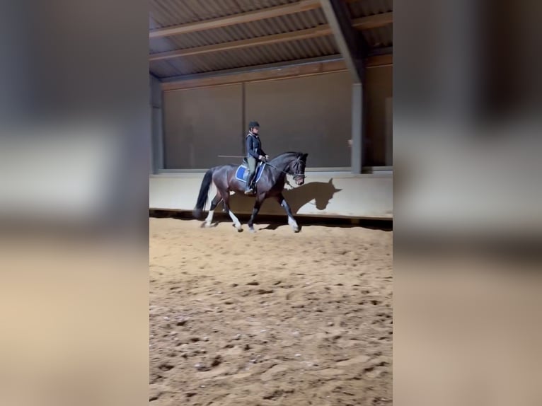 Schweres Warmblut Wallach 3 Jahre 163 cm Dunkelbrauner in Korbußen
