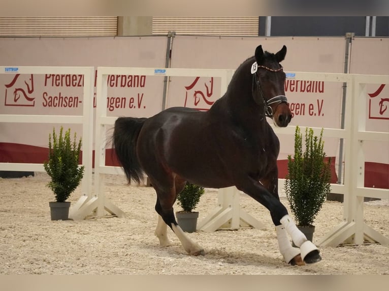 Schweres Warmblut Wallach 3 Jahre 163 cm Dunkelbrauner in Korbußen