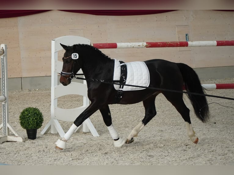 Schweres Warmblut Wallach 3 Jahre 163 cm Dunkelbrauner in Korbußen