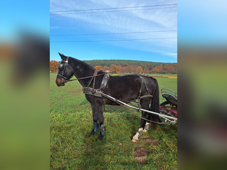 Schweres Warmblut Wallach 3 Jahre 163 cm Rappe in Kleinwallstadt