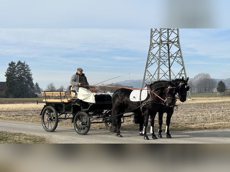 Schweres Warmblut Wallach 3 Jahre 163 cm Rappe in Riedlingen