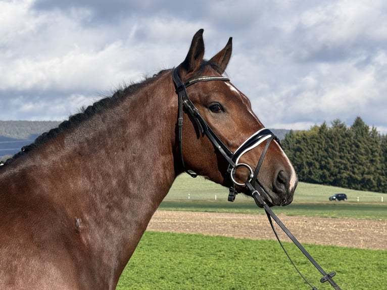 Schweres Warmblut Wallach 3 Jahre 164 cm Brauner in Riedlingen