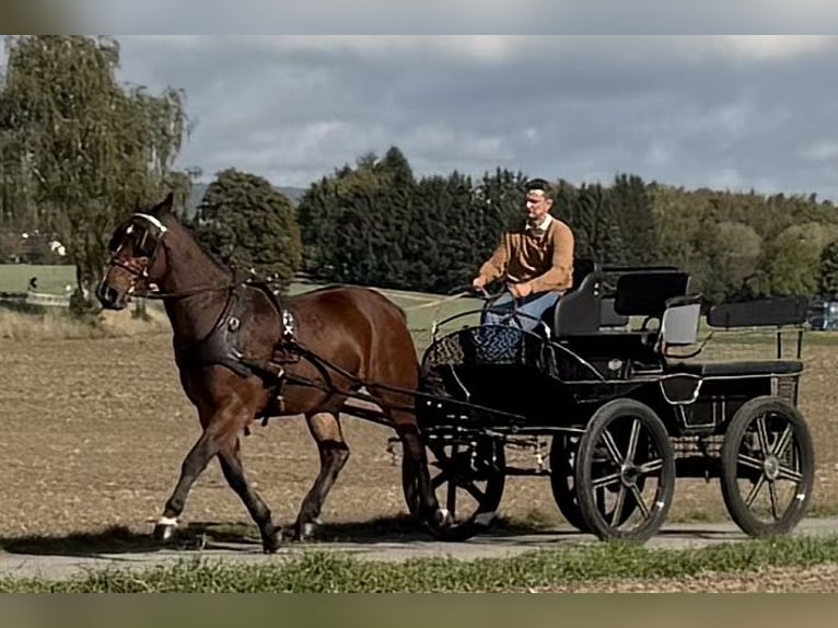 Schweres Warmblut Wallach 3 Jahre 164 cm Brauner in Riedlingen