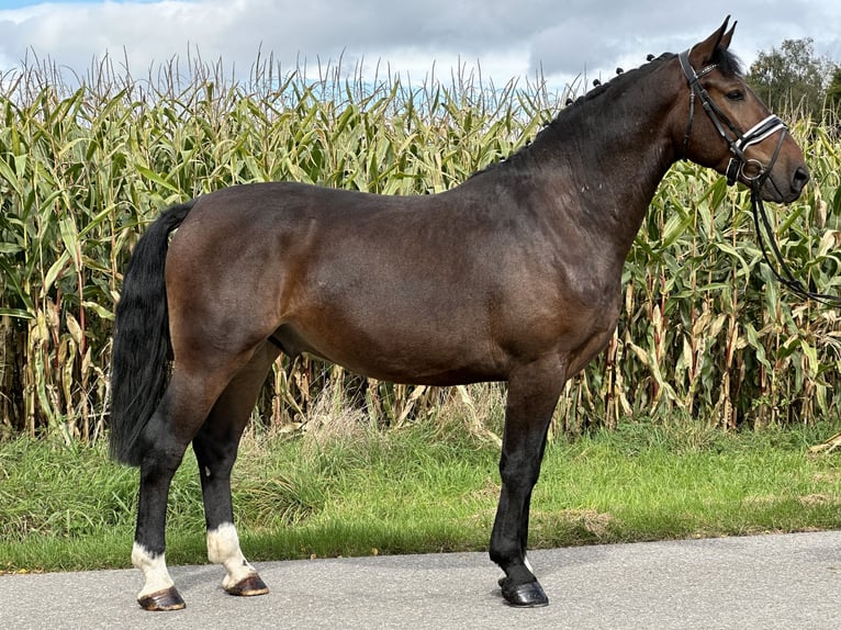 Schweres Warmblut Wallach 3 Jahre 164 cm Brauner in Riedlingen