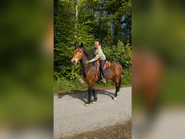 Schweres Warmblut Wallach 3 Jahre 164 cm Brauner in Linkenbach