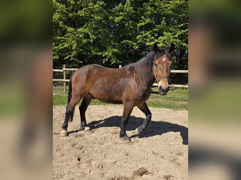 Schweres Warmblut Wallach 3 Jahre 164 cm Brauner in Linkenbach