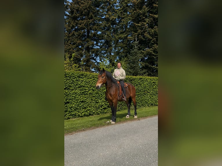 Schweres Warmblut Wallach 3 Jahre 164 cm Brauner in Linkenbach